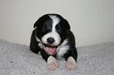 BORDER COLLIE 1305